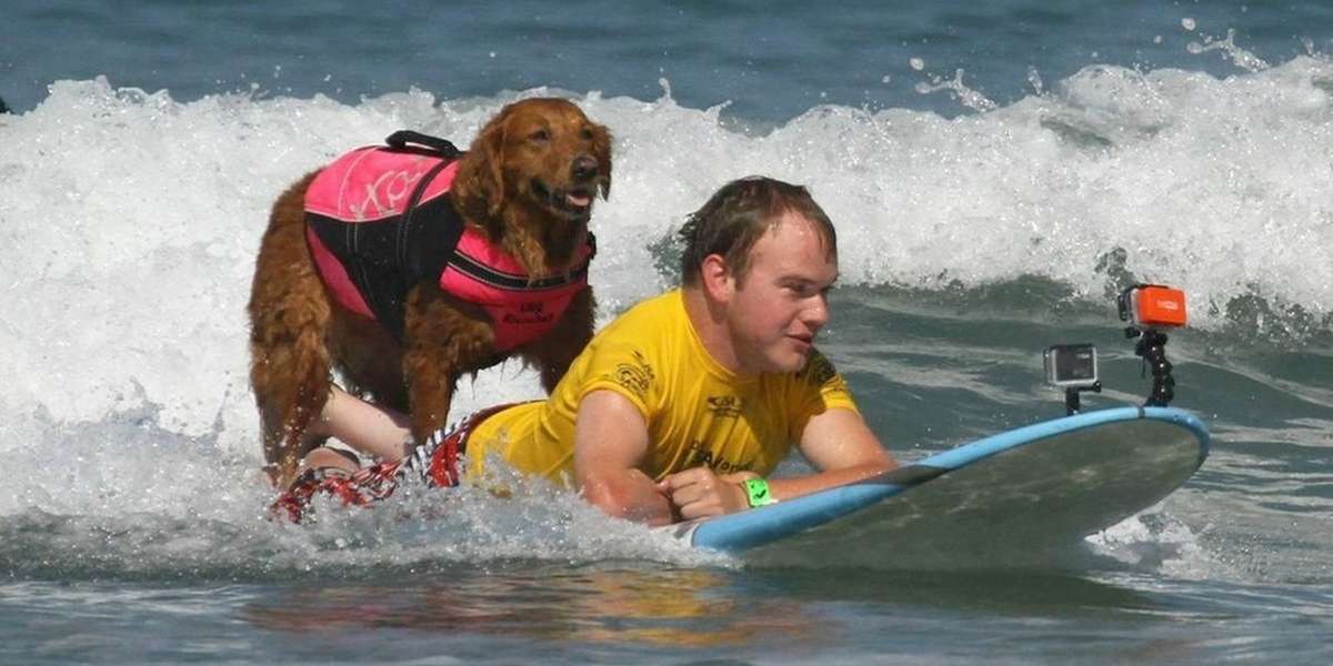 surfing-dog-s-talents-are-honored-in-the-most-touching-way-the-dodo