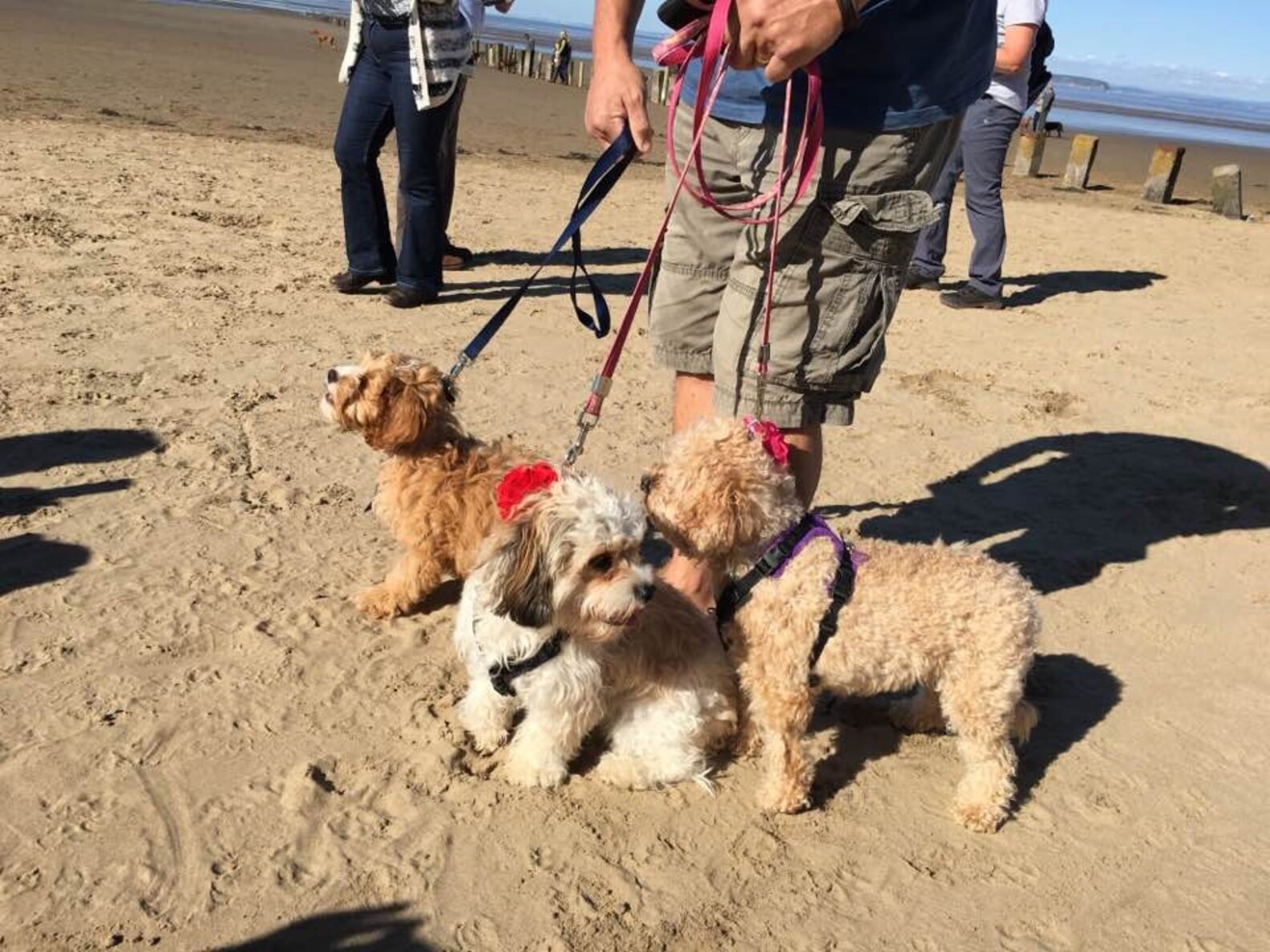 Sick Dog Proves It's Never Too Late To Marry Your Best Friend - The Dodo