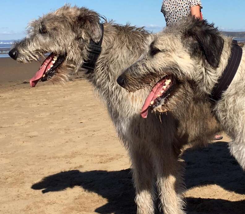 Sick Dog Proves It's Never Too Late To Marry Your Best Friend - The Dodo