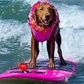 Photo of author Surf Dog Ricochet