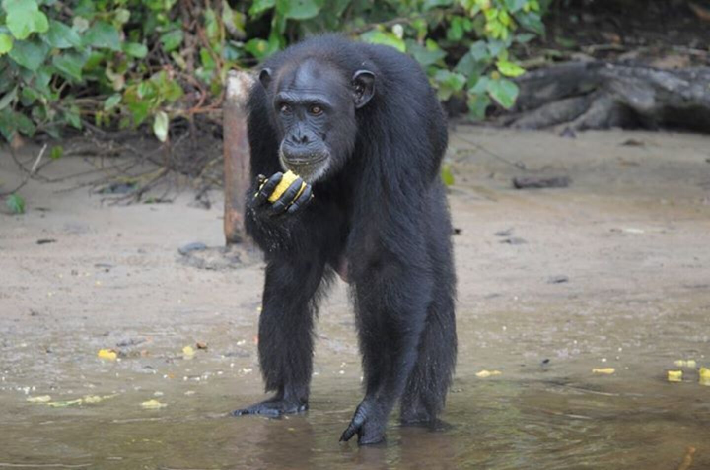 Chimps Dumped On Island To Starve Share The Only Food They Have - The Dodo