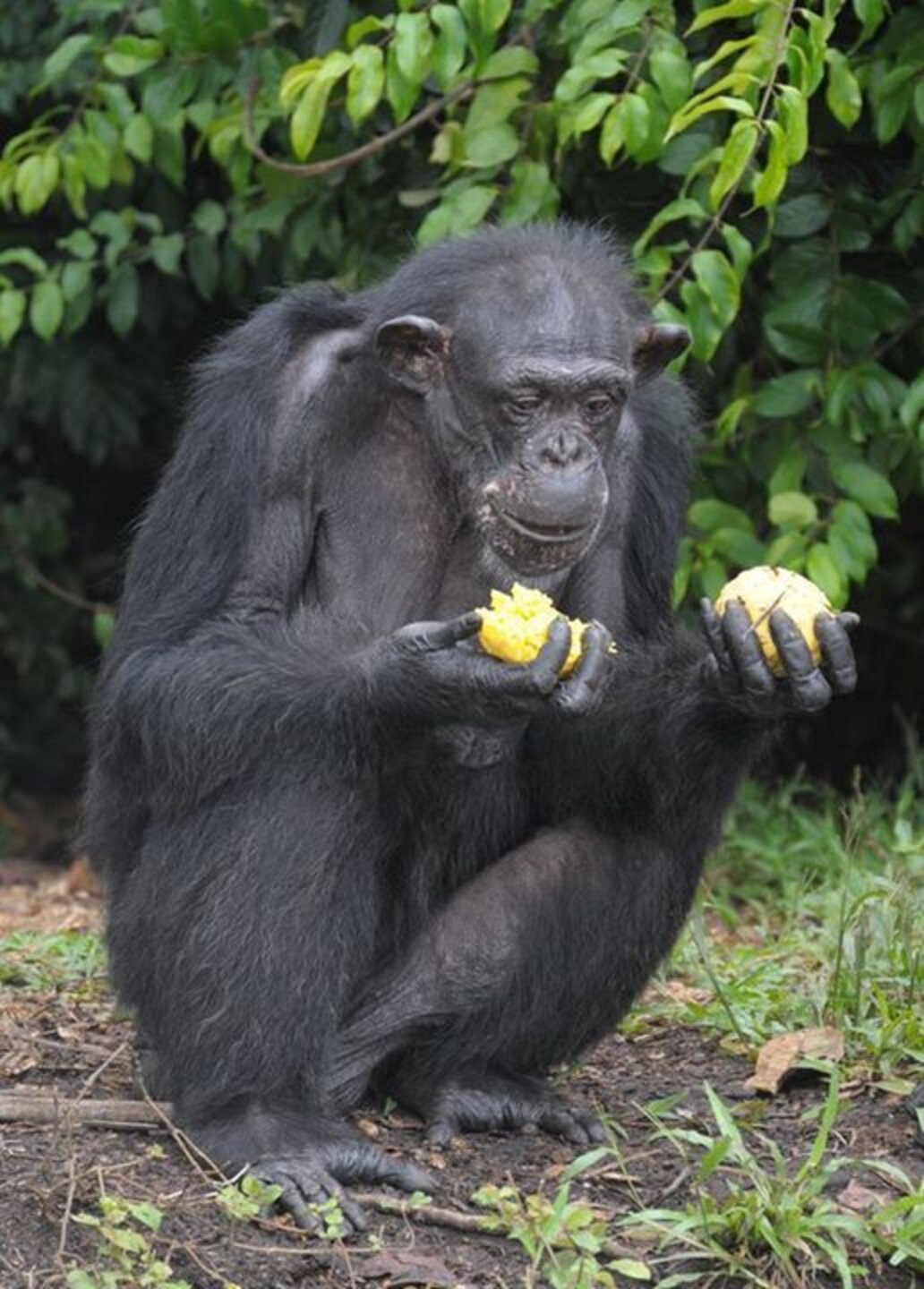 Chimps Dumped On Island To Starve Share The Only Food They Have - The Dodo
