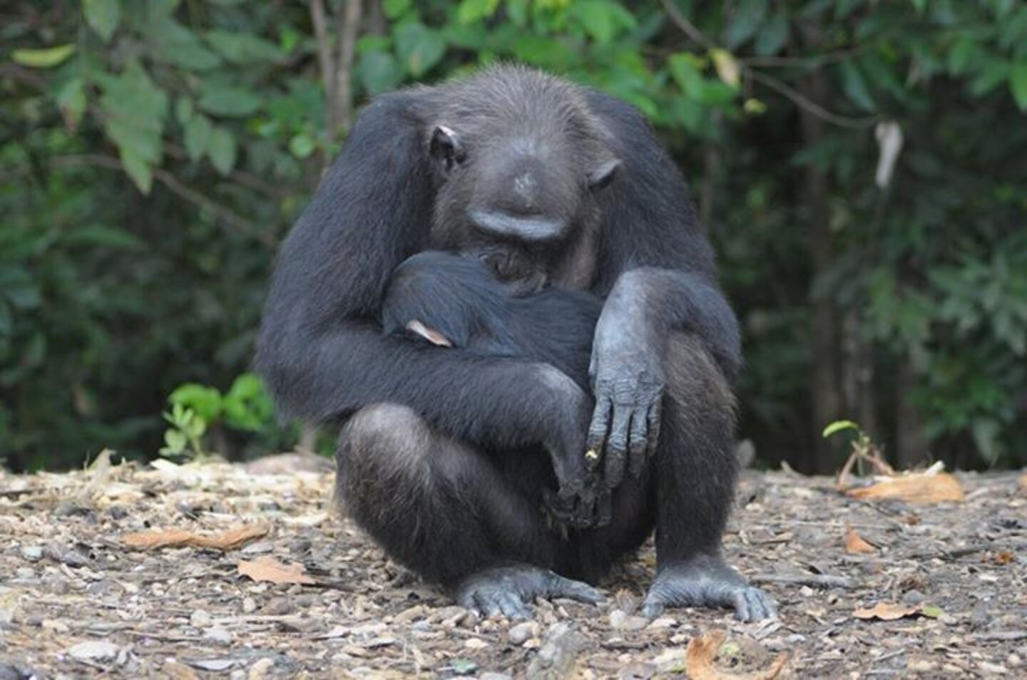 Chimps Dumped On Island To Starve Share The Only Food They Have - The Dodo