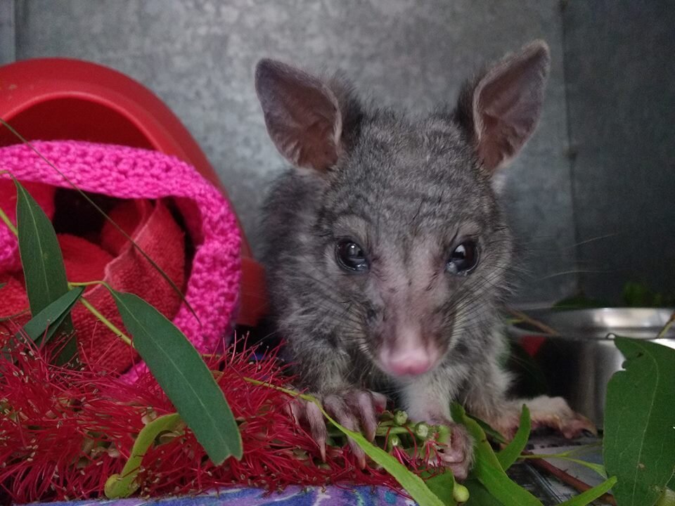 Orphaned Possum Who Survived Cat Attack Loves Cuddling Up To His ...