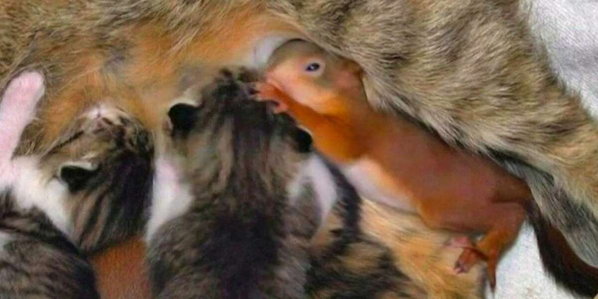 Cat Raises Orphaned Baby Squirrels As Part Of Her Litter The Dodo