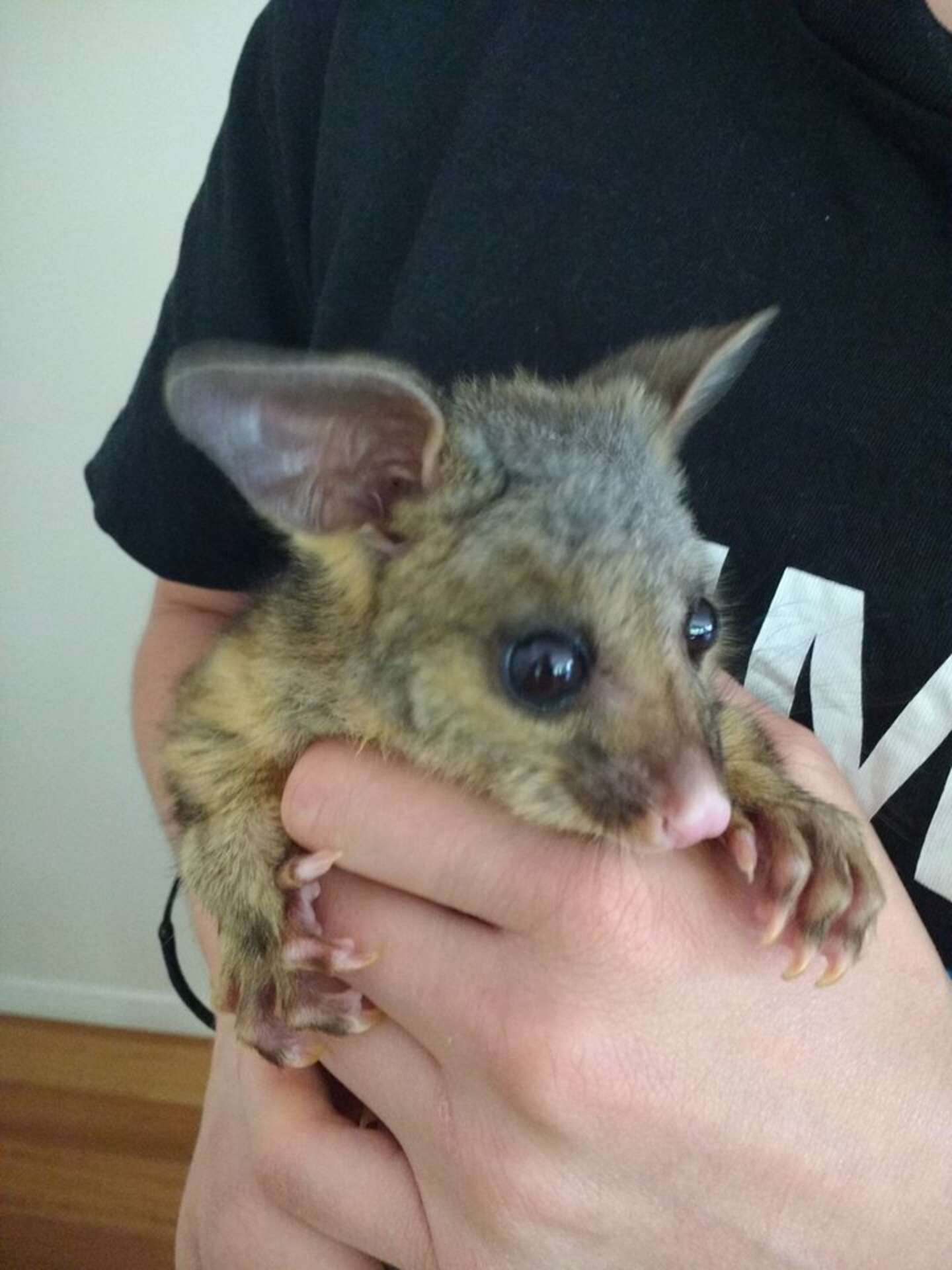 Orphaned Possum Who Survived Cat Attack Loves Cuddling Up To His ...
