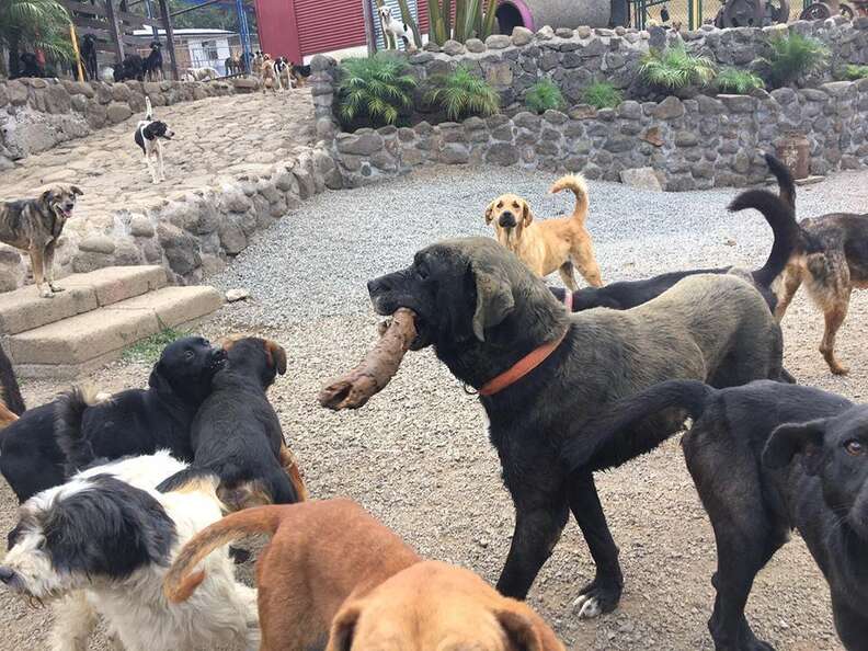 Rescue dogs at Territorio de Zaguates, a dog sanctuary in Costa Rica