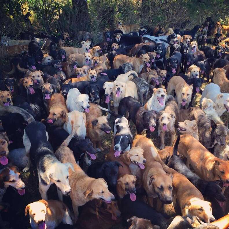 Rescue dogs at Territorio de Zaguates, a dog sanctuary in Costa Rica