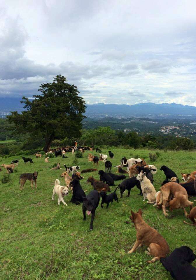 Rescue dogs at Territorio de Zaguates, a dog sanctuary in Costa Rica