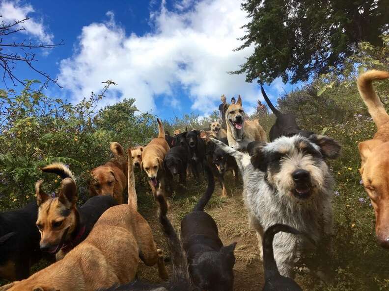 Rescue dogs at Territorio de Zaguates, a dog sanctuary in Costa Rica