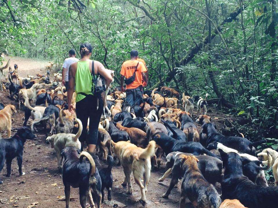 Rescue dogs at Territorio de Zaguates, a dog sanctuary in Costa Rica
