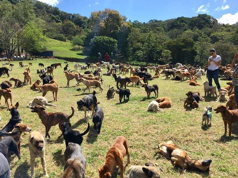 Rescue dogs at Territorio de Zaguates, a dog sanctuary in Costa Rica