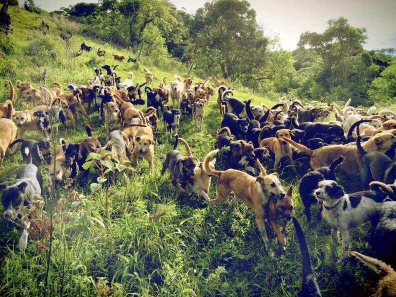 Rescue dogs at Territorio de Zaguates, a dog sanctuary in Costa Rica