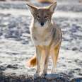 Coyote Keeps Guard Over Fatally-Wounded Mate Caught In Trap