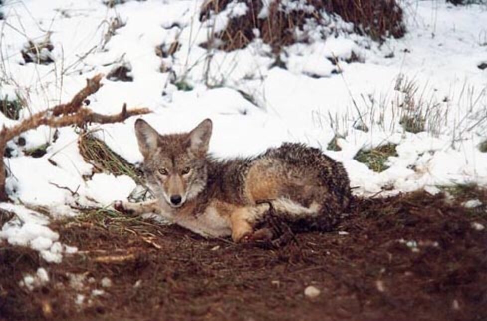 Coyote Keeps Guard Over FatallyWounded Mate Caught In Trap The Dodo