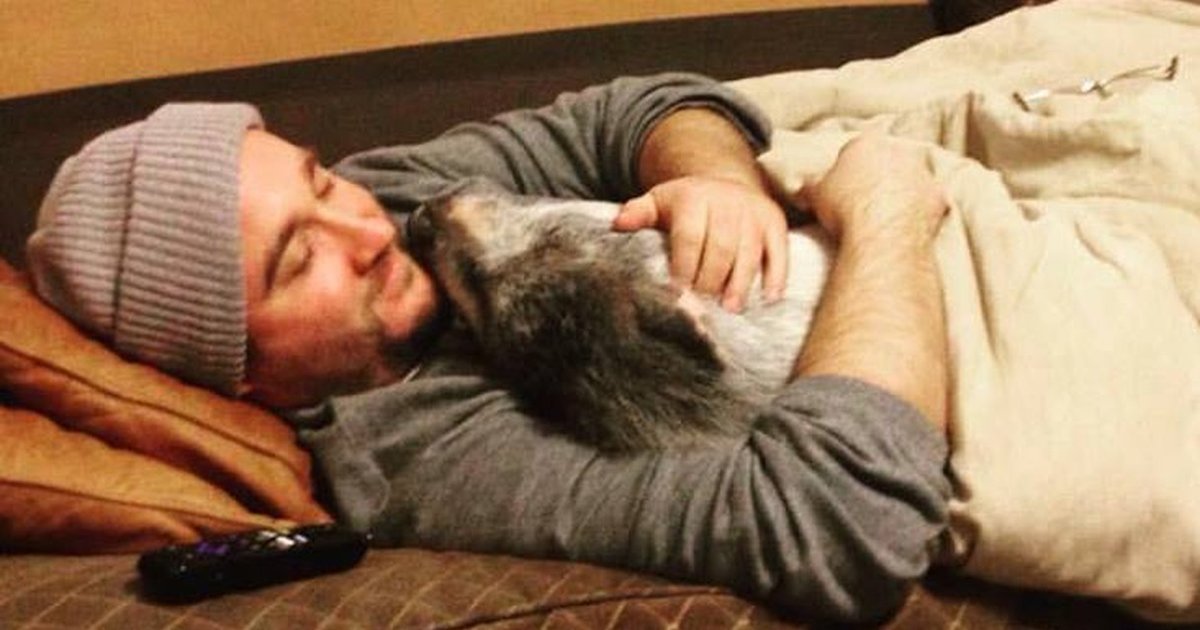 Pig Wants To Snuggle So Much She Won T Let Dad Off Couch The Dodo