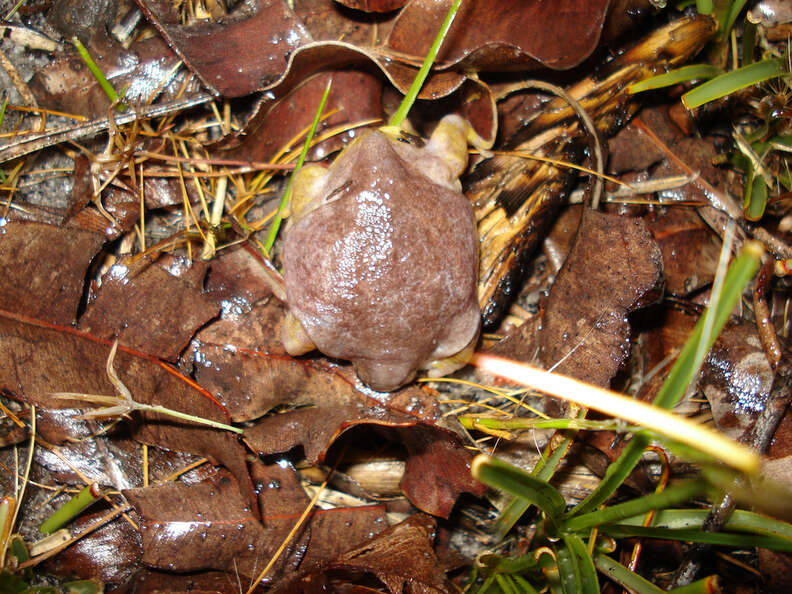 These mini frogs are all over my yard. : r/mildlyinteresting