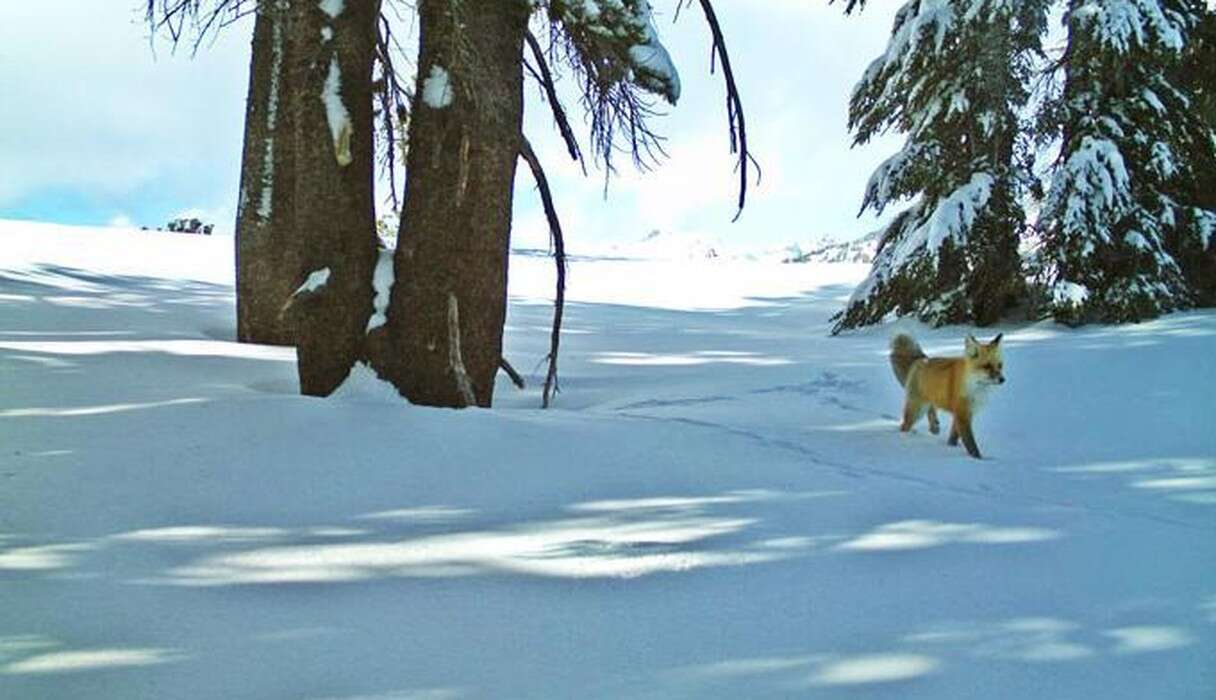 Rare Red Fox Spotted Taking A Snowy Stroll In Yosemite Park - The Dodo