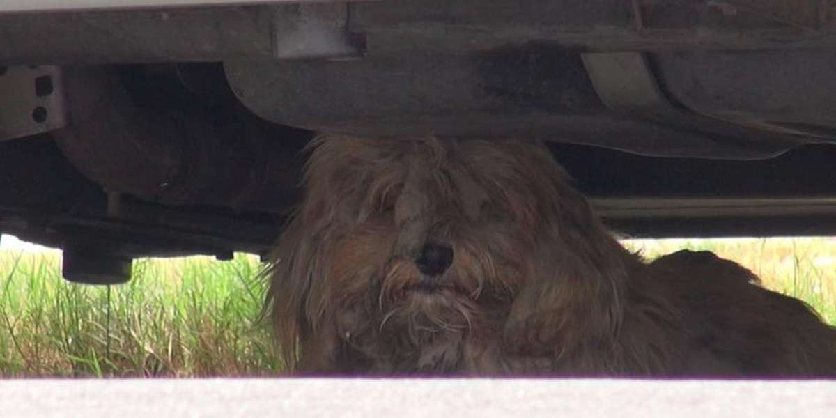 Frightened Street Dog Loses 3 Pounds Of Fur — And Gains A Little Hope ...