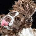 Photos Capture Dogs Mid-Shake