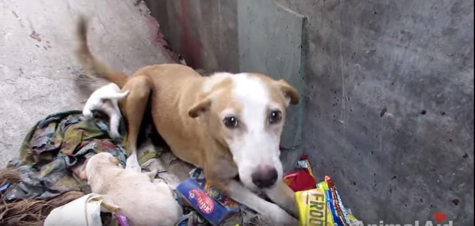 Suffering Mother And Her Puppies Found In Trash-Filled Hole - The Dodo