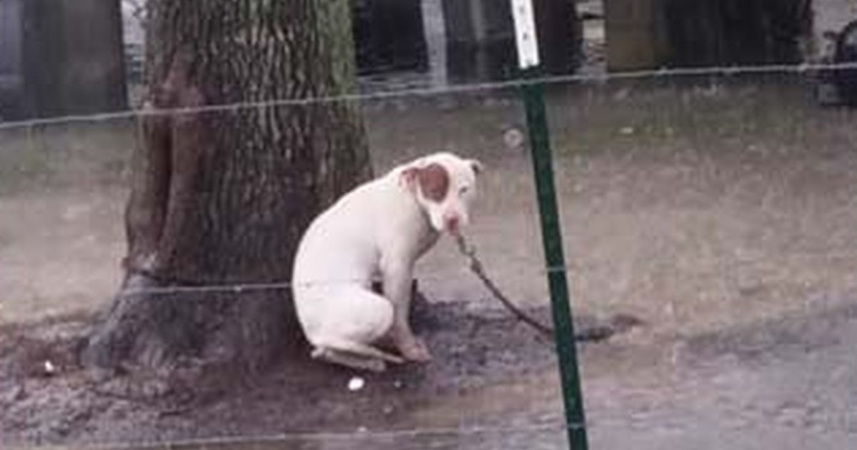 Life For A Chained Dog, In One Photo The Dodo