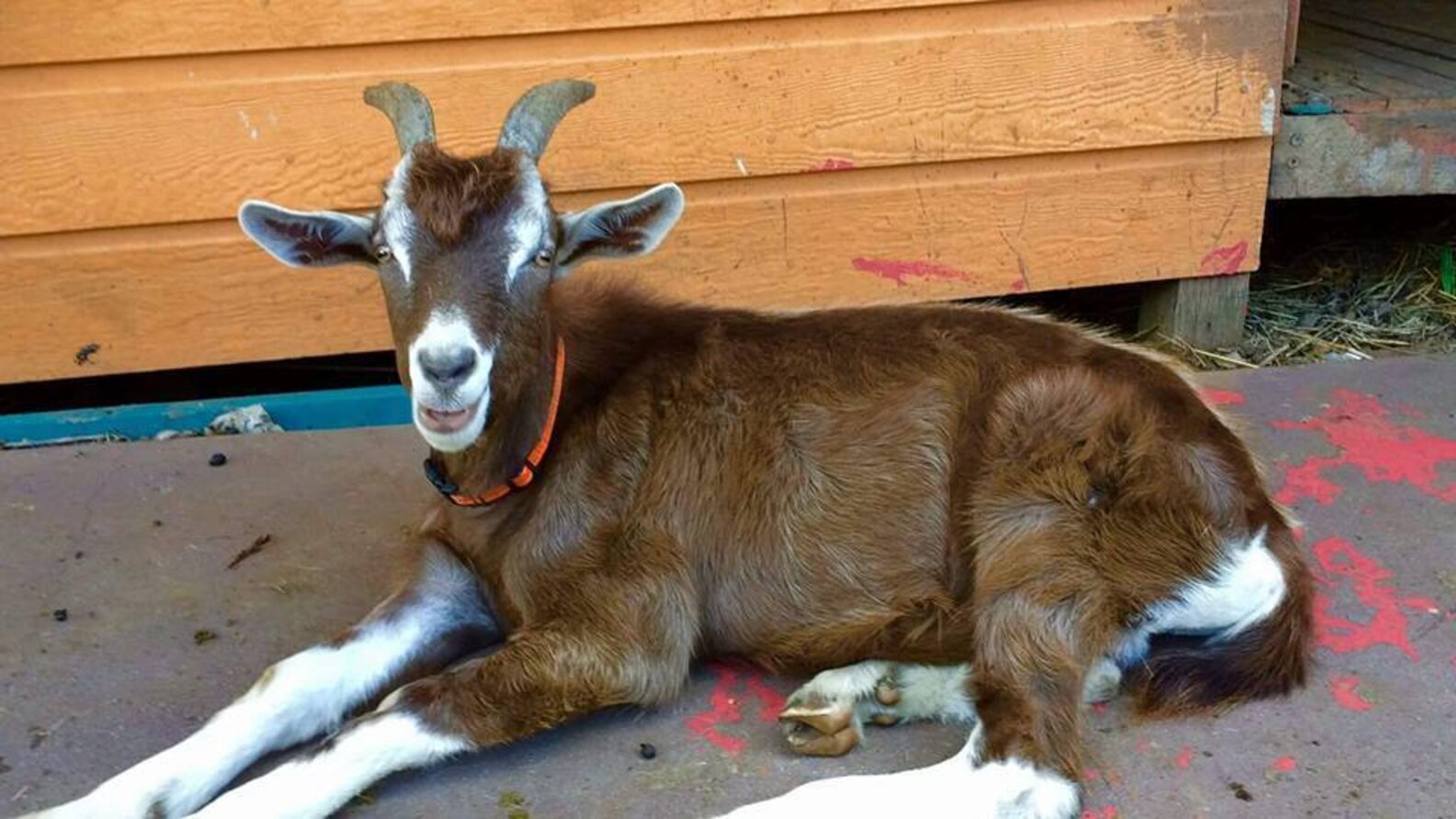 Rescue Goat Does Whatever He Feels Like, All The Time The Dodo