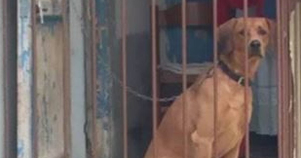 Dog Chained To Balcony For 2 Months Saved By Viral Photo The Dodo
