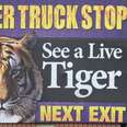 Tiger Has Been Stuck At Gas Station For 16 Years