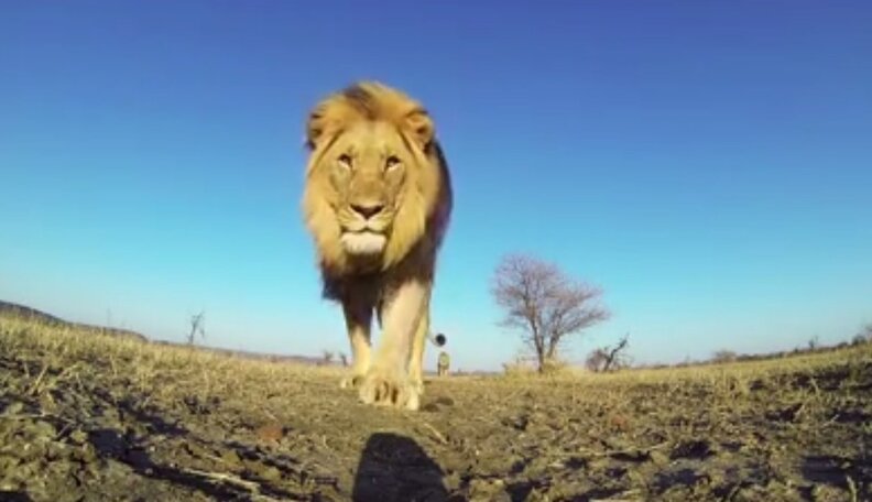 Lions Pounce At The Chance To Be On Film - The Dodo