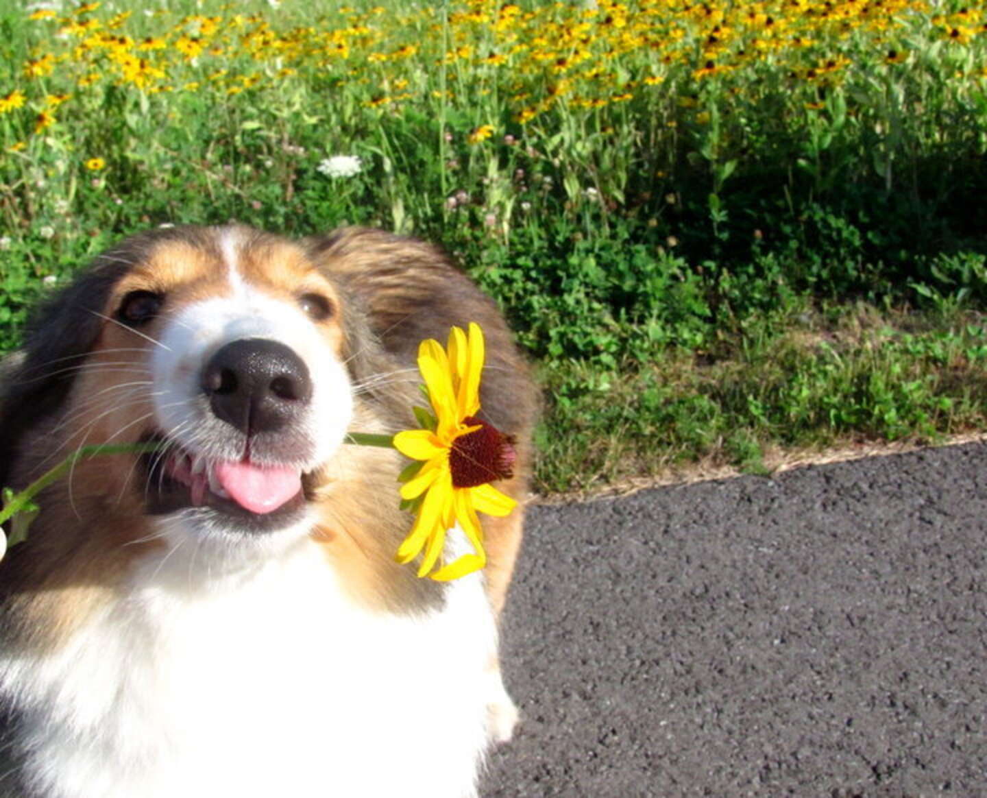 28 Pets Who Are Already Dreaming Of Spring - The Dodo