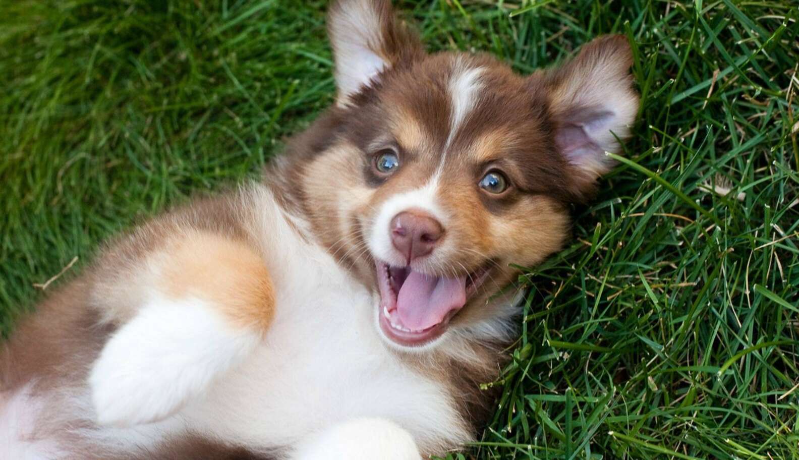 28 Pets Who Are Already Dreaming Of Spring - The Dodo