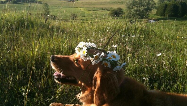 28 Pets Who Are Already Dreaming Of Spring - The Dodo