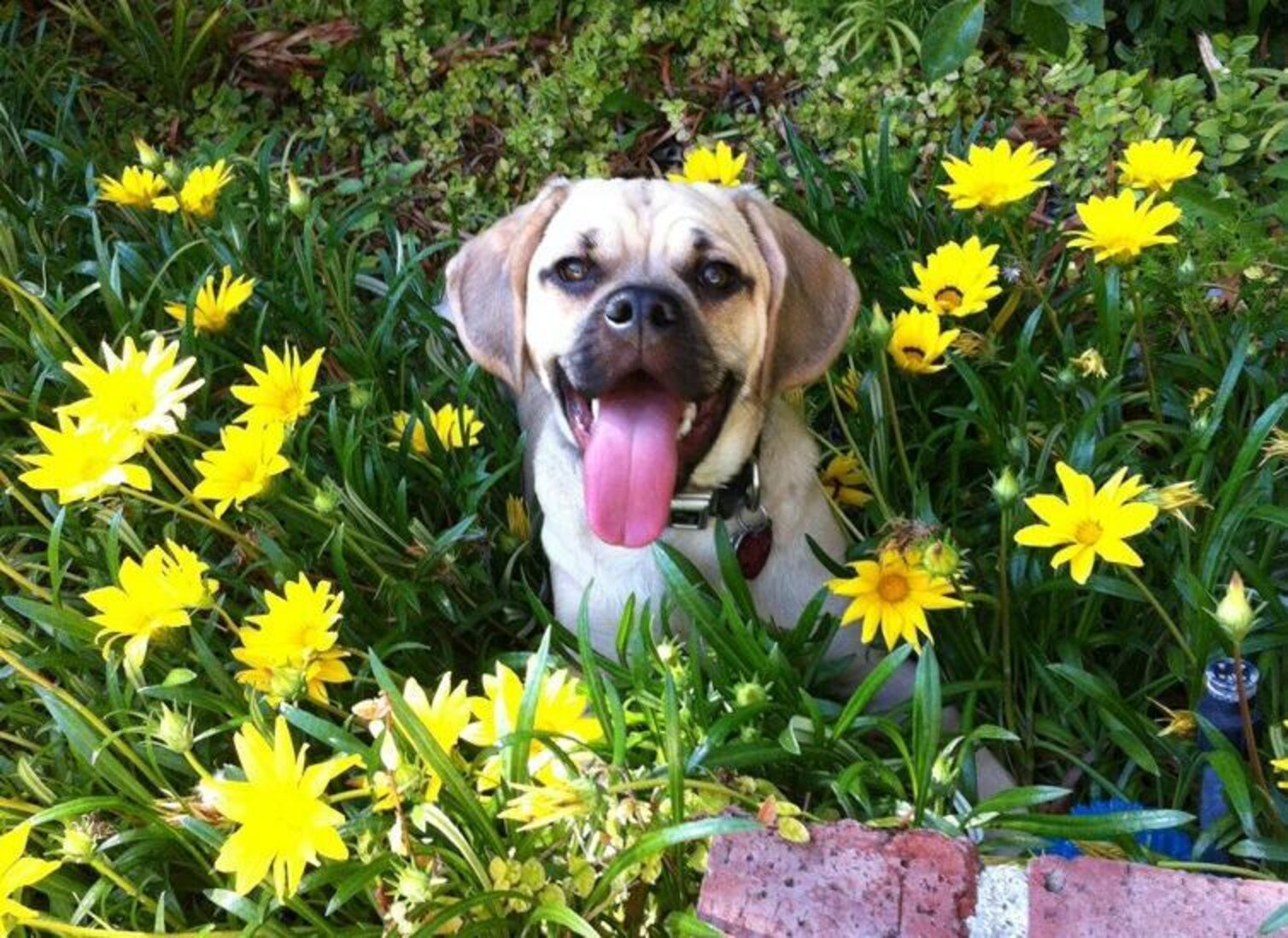 28 Pets Who Are Already Dreaming Of Spring - The Dodo