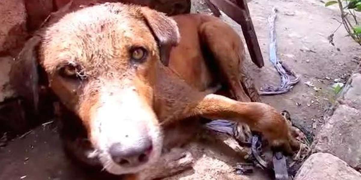 Dog Caught In Hunter's Trap Simply Refused To Die - The Dodo