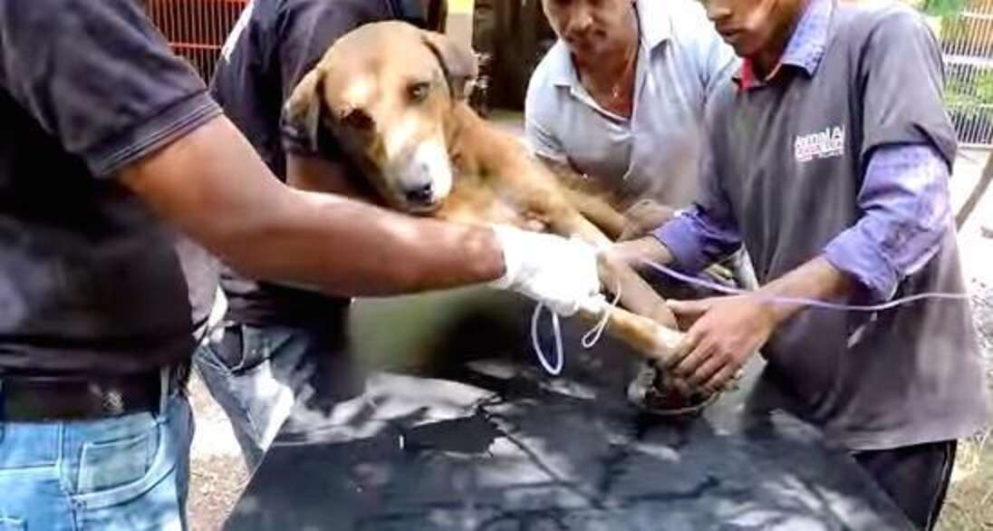 Dog Caught In Hunter's Trap Simply Refused To Die - The Dodo