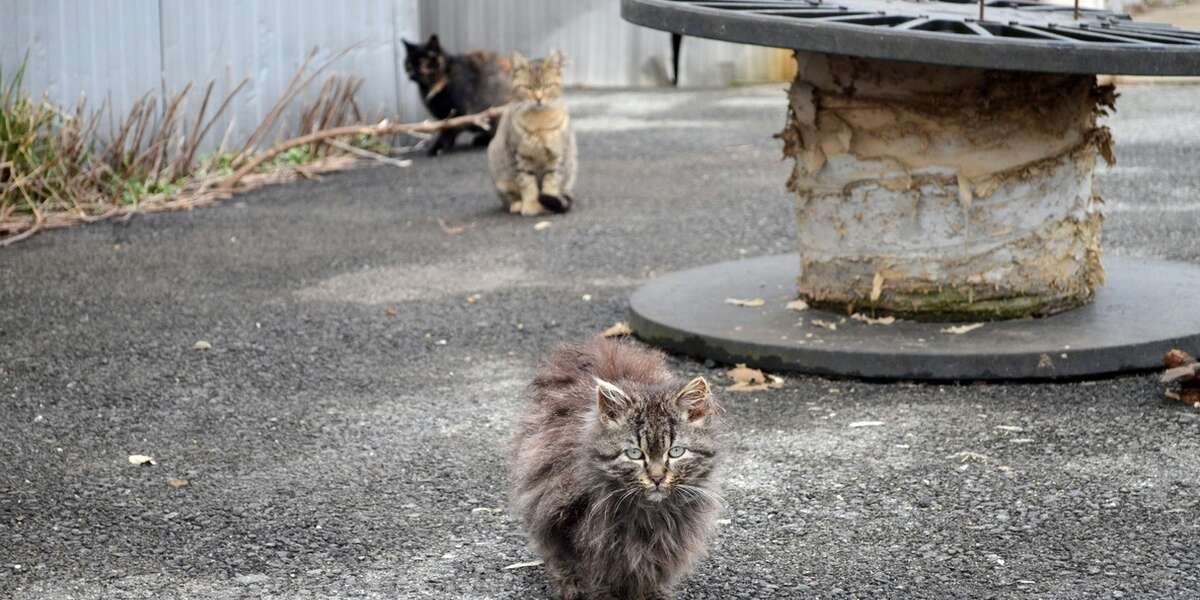 You Can Help Homeless Cats With One Simple Action This Week - The Dodo