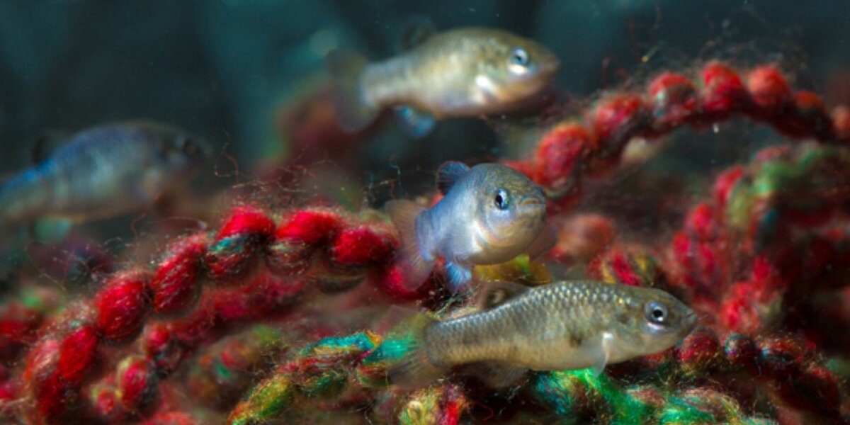 Rare Types Of Fish All Eyes On World's Rarest Fish Teetering Dangerously Close To ...