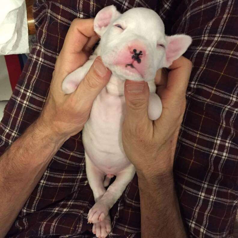 nubby, a puppy born without his front legs, with foster dad
