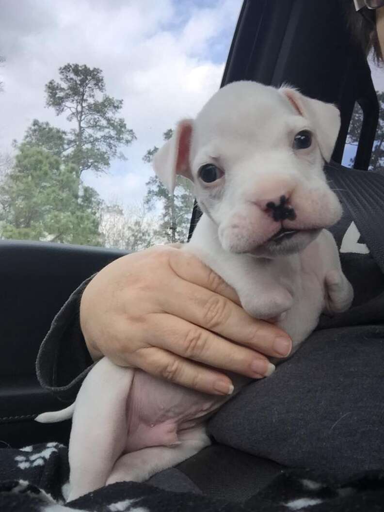 nubby, a puppy born without his front legs, with foster dad