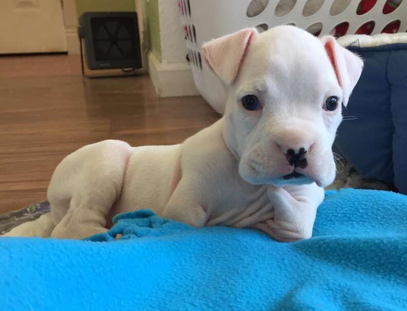 nubby, a puppy born without his front legs, with foster dad