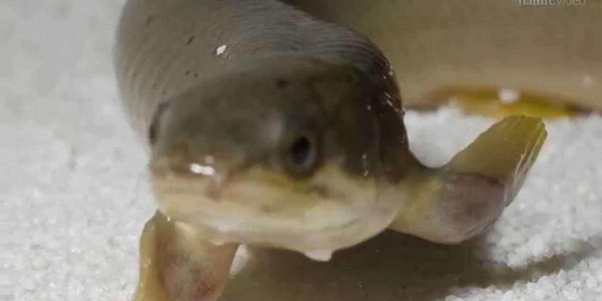 Walking isn't newsworthy, unless you're a fish! - The Dodo