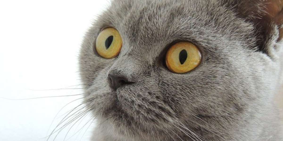 “Quacking” Cat Is Not A Master Of Disguise - The Dodo
