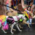 Pit Bulls March With Pride To Destroy Stereotypes