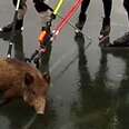 People Skate Over Frozen Lake To Save Stranded Boar