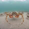 An Underwater Peek At The Migration Of Thousands And Thousands Of Spider Crabs