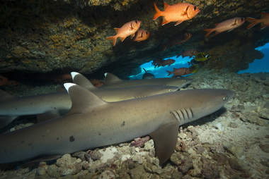sharks sleep while they swim
