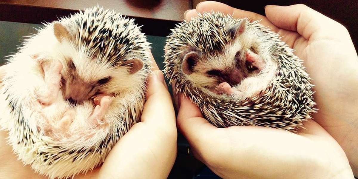 klæde sig ud rille Måned Hedgehog Cafe Causes Stress To Animals, Expert Warns - The Dodo