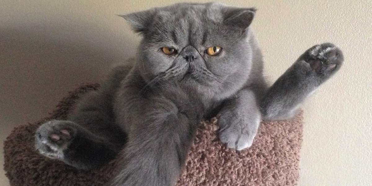 This Squishy-Faced Cat Really Doesn't Even Look Real - The Dodo