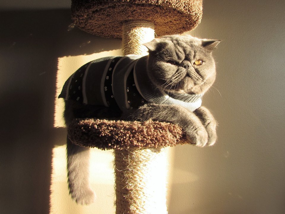 This SquishyFaced Cat Really Doesn't Even Look Real The Dodo